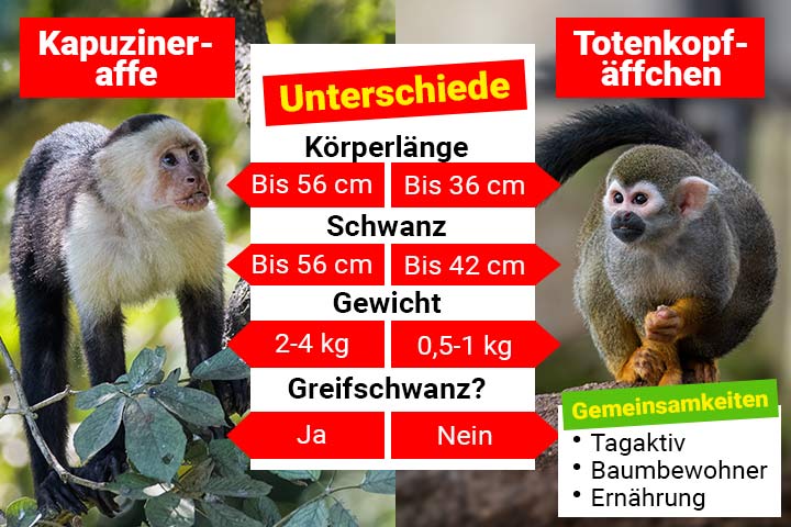 Kapuzineraffe oder Totenkopfäffchen – Was ist der Unterschied?