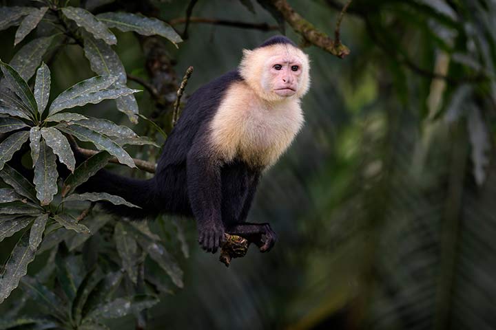 Panama-Kapuzineraffe