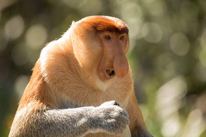 Die 24 H sslichsten Tiere Der Welt
