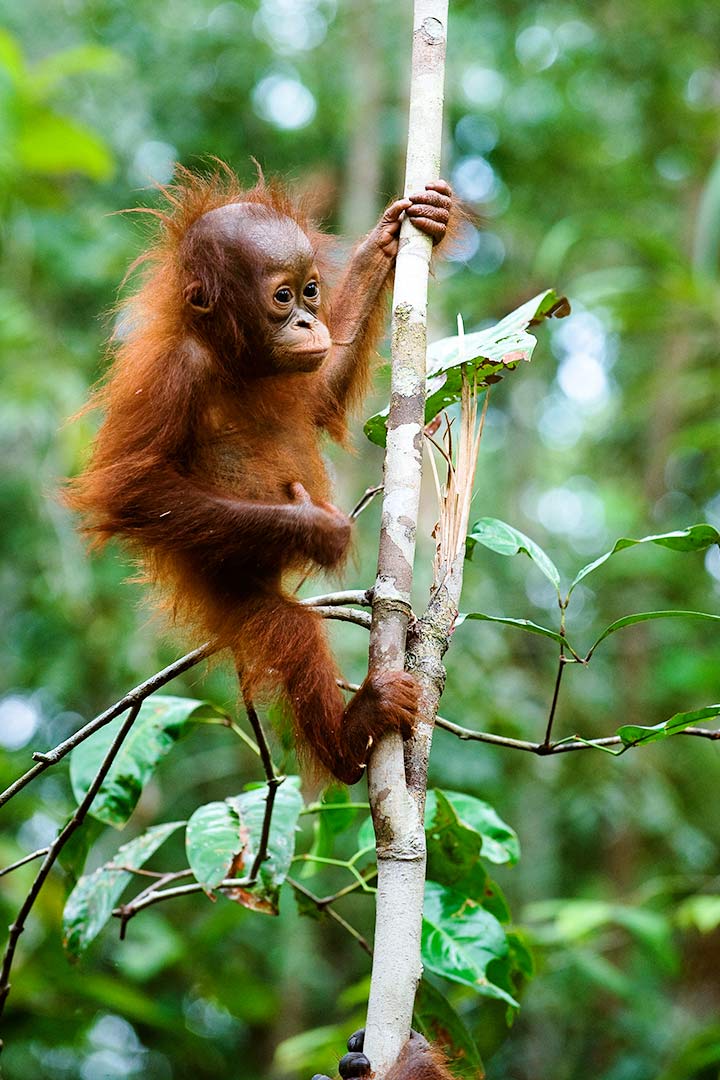 Orang-Utan