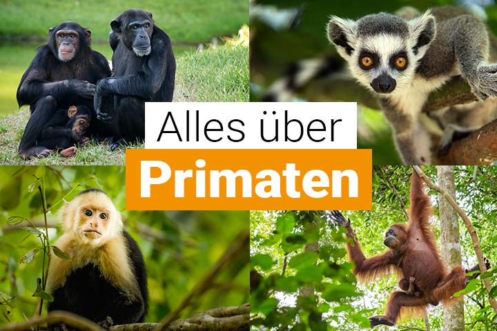 Alles über Primaten