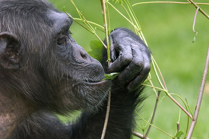 Schimpanse isst gesunde Blätter