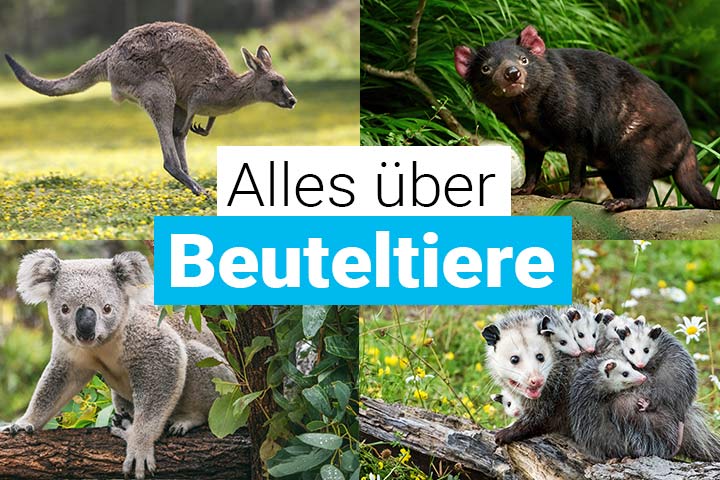 Alles über Beuteltiere