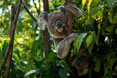 Koala baum xl