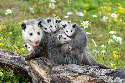 Opossum-Steckbrief