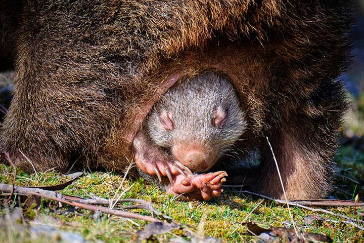 Wombat-Mama und Baby