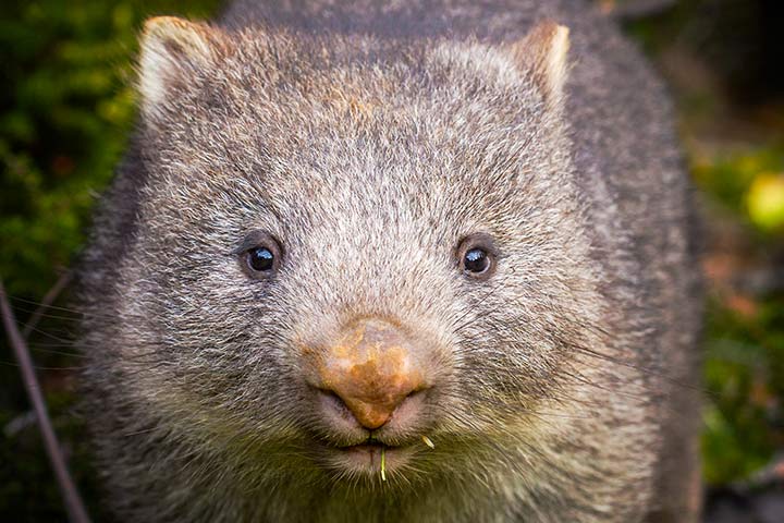 Wombat