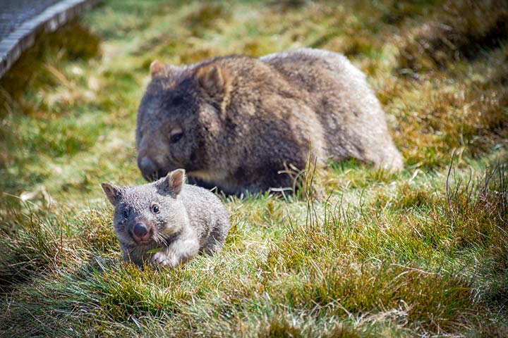 Wombat-Baby