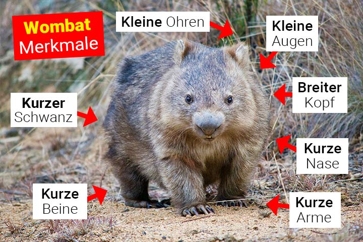 Wombat Merkmale
