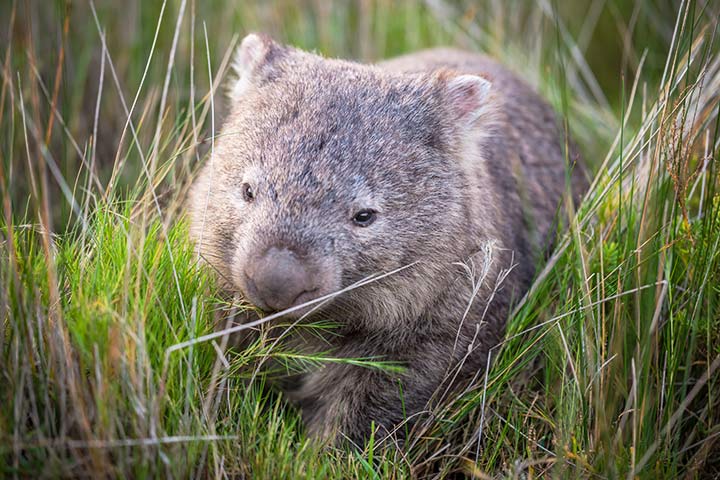 Wombat im hohen Gras