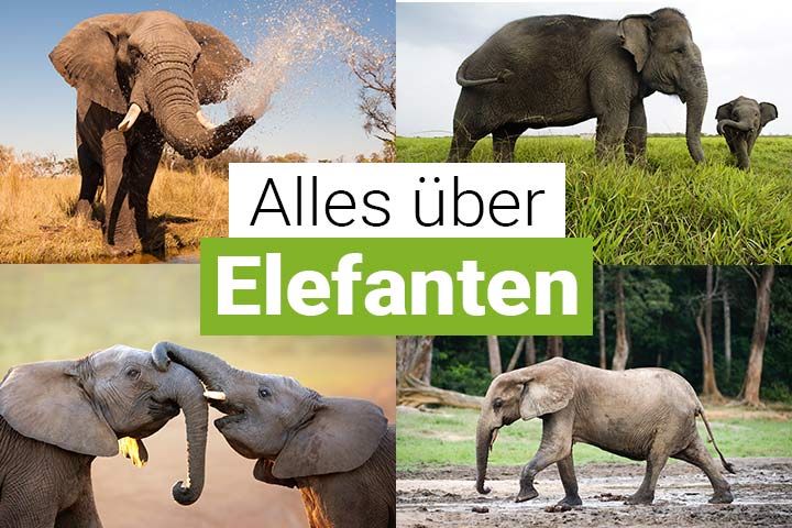 Alles über Elefanten