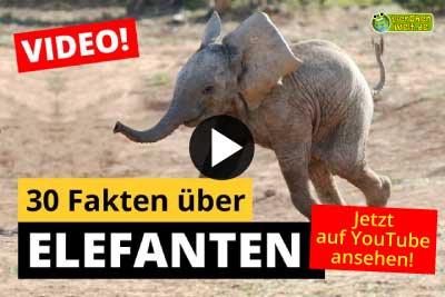 Elefant-Video - 30 Fakten über Elefanten