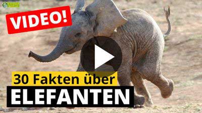 Video Elefant