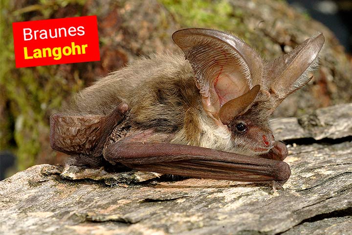 Von allen Fledermäusen hat das Braune Langohr die längsten Ohren Von allen Fledermäusen hat das Braune Langohr die längsten Ohren