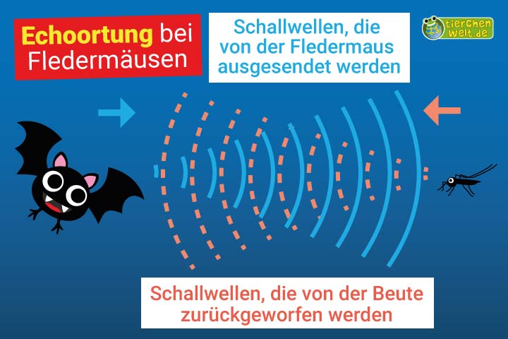 Fledermaus Echoortung Fledermaus Körperbau und Aussehen