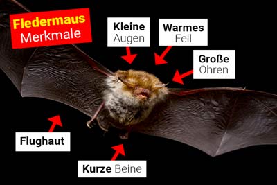 Fledermaus Körperbau und Aussehen Fledermaus Körperbau und Aussehen