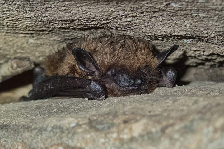 Große Braune Fledermaus