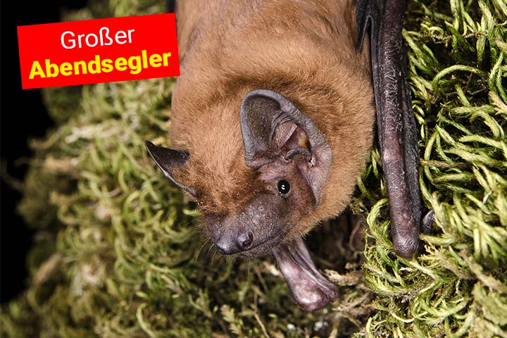 Großer Abendsegler
