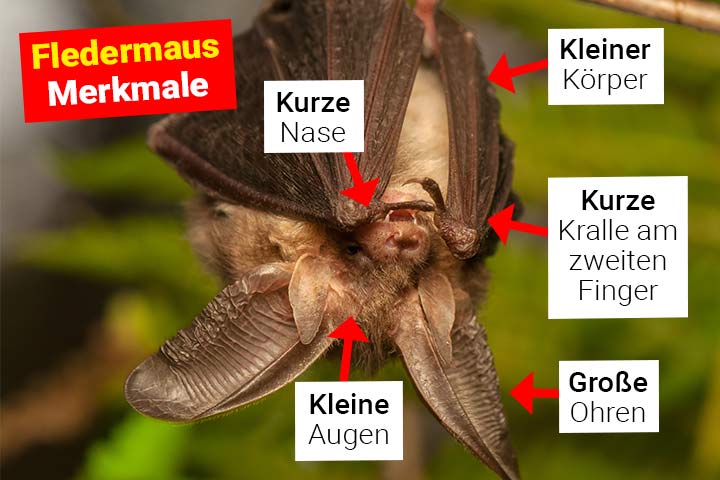 Merkmale Fledermaus