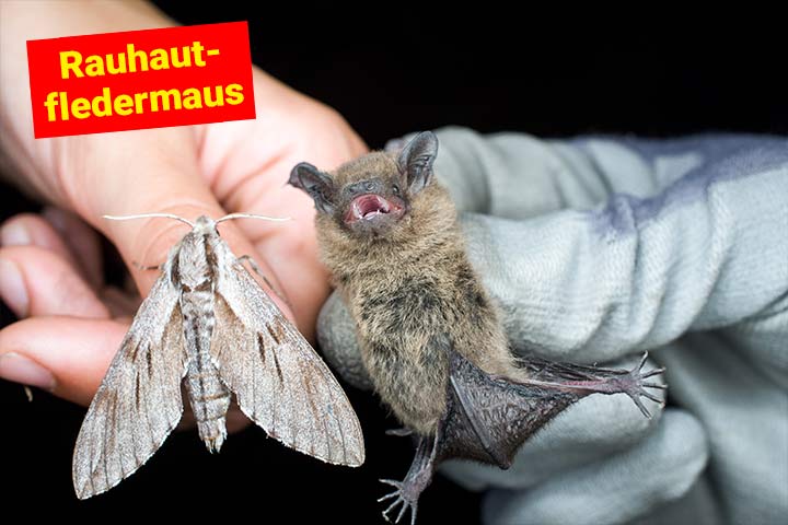 Rauhautfledermaus Rauhautfledermaus
