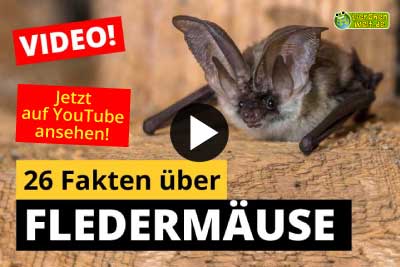 26 Fakten über Fledermäuse