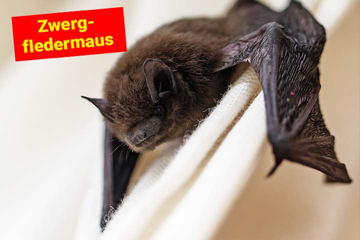 Zwergfledermaus Zwergfledermaus