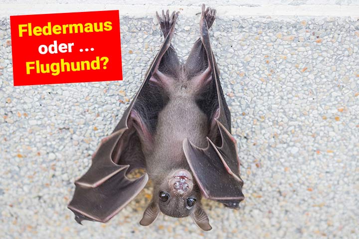 Fledermaus oder Flughund