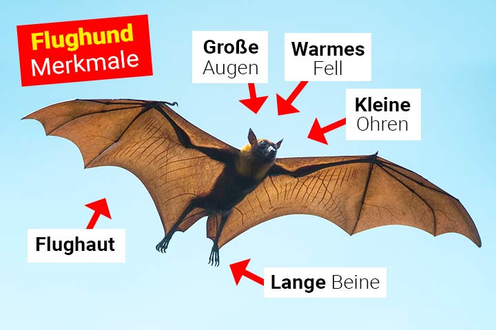 Flughund Körperbau und Aussehen