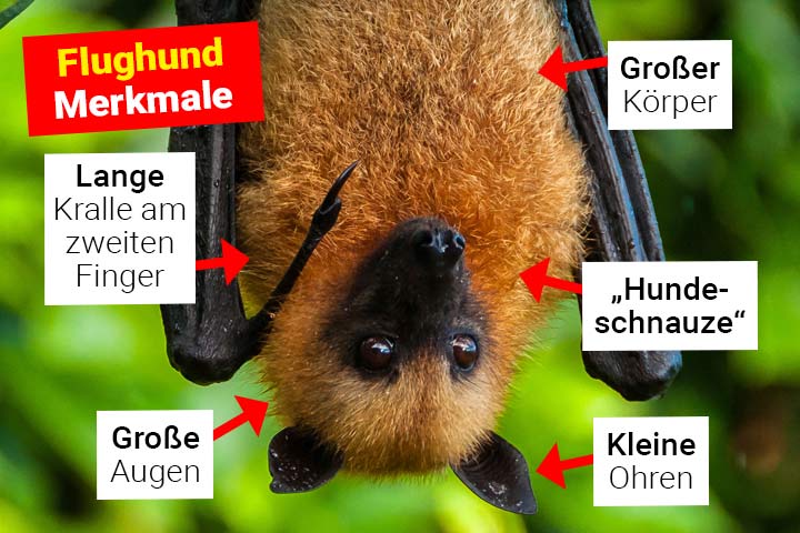 Merkmale Flughhund