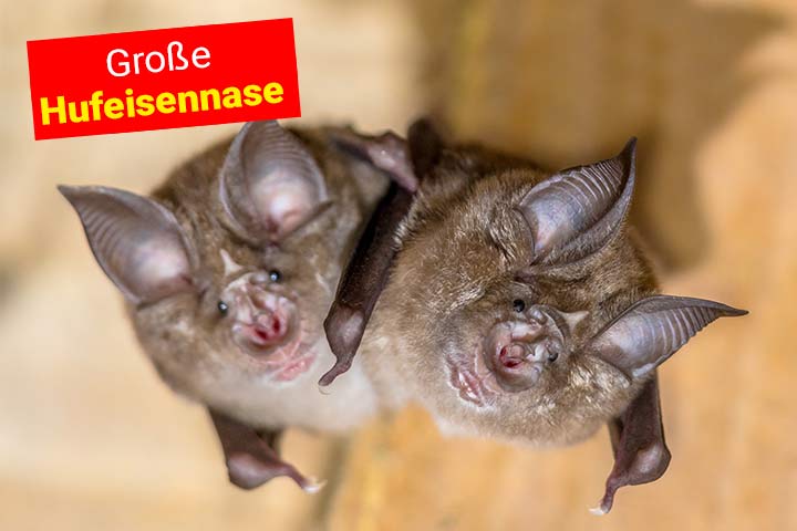 Große Hufeisennase Große Hufeisennase