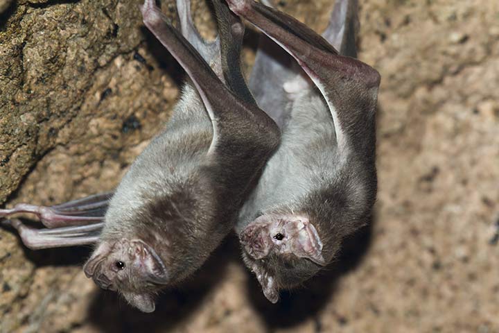 Vampirfledermäuse