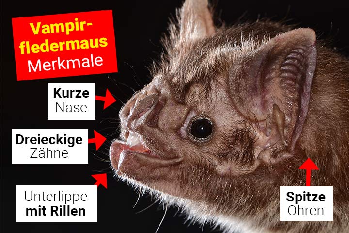 Vampirfledermaus Aussehen und Körperbau