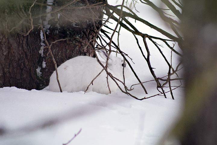 Alpenschneehase