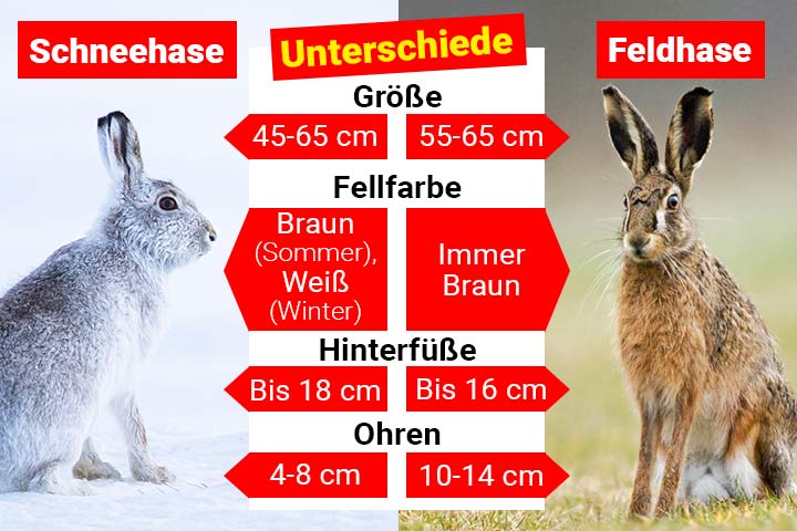 Schneehase oder Feldhase – Wo ist der Unterschied?