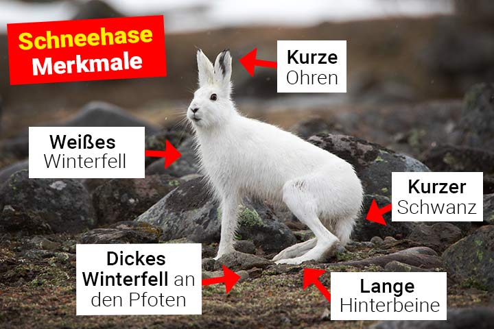 Schneehase Merkmale