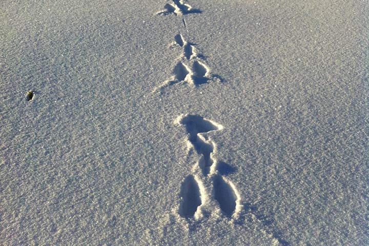 Schneehase - Spuren im Schnee