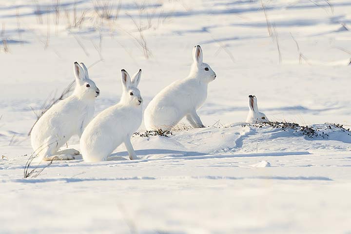 Schneehasen