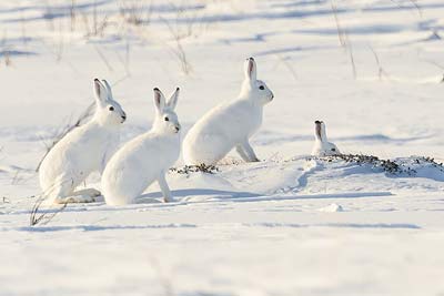 Schneehase