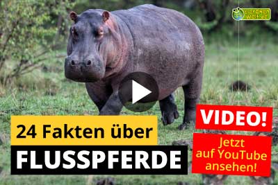 Flusspferde-Video - 24 Fakten über Flusspferde