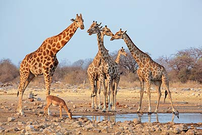 Giraffe
