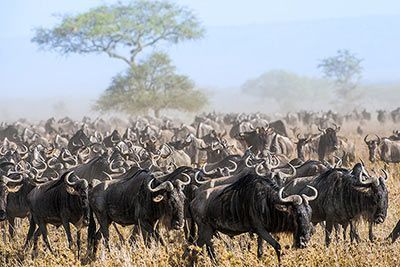 Die Tiere, die am weitesten wandern
