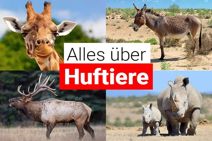 Alles über Huftiere