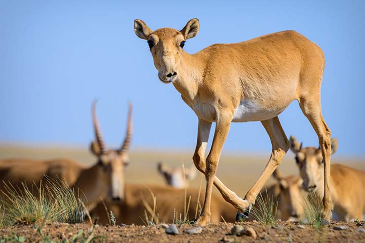 Saiga-Antilopen sind perfekt an das Leben in trockenen Steppen und Halbwüsten angepasst