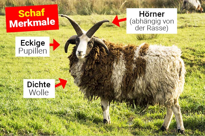 Schaf Merkmale