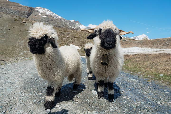 Walliser Schwarznasenschaf