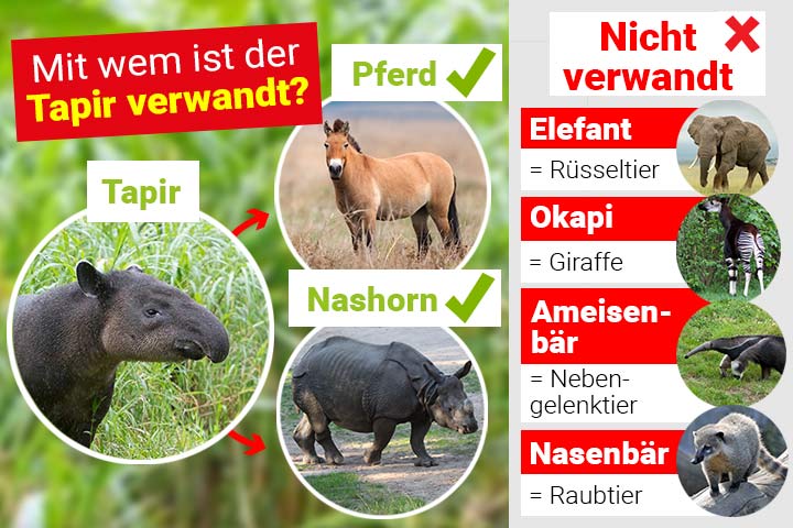 Tapir-Verwandtschaft