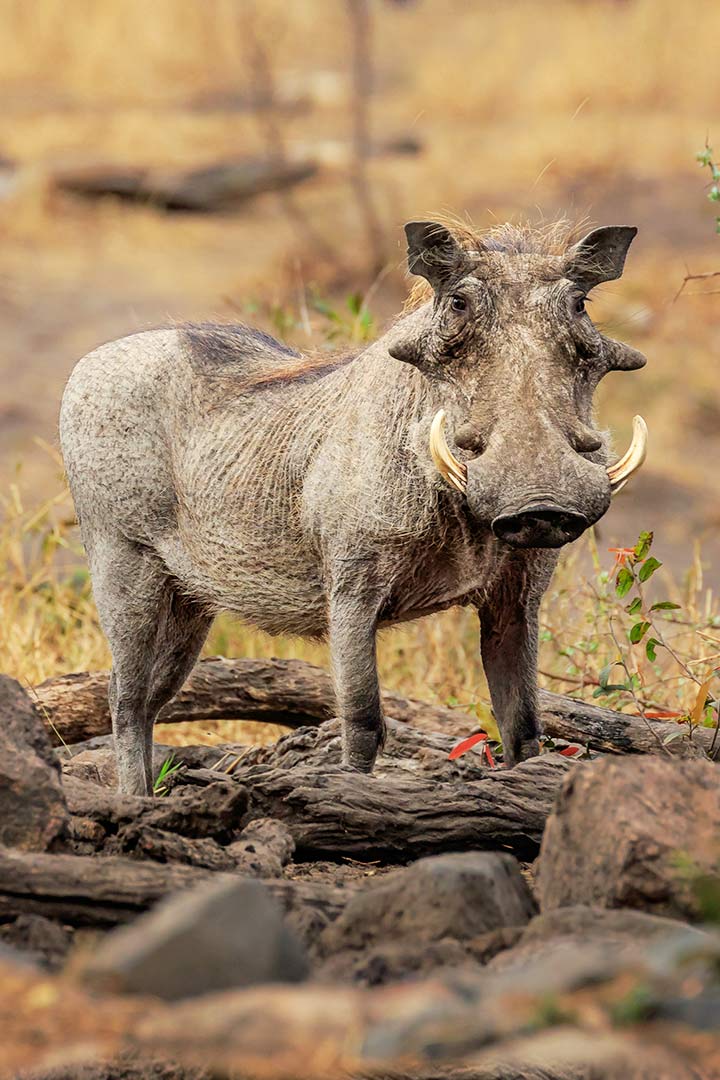 Warzenschwein