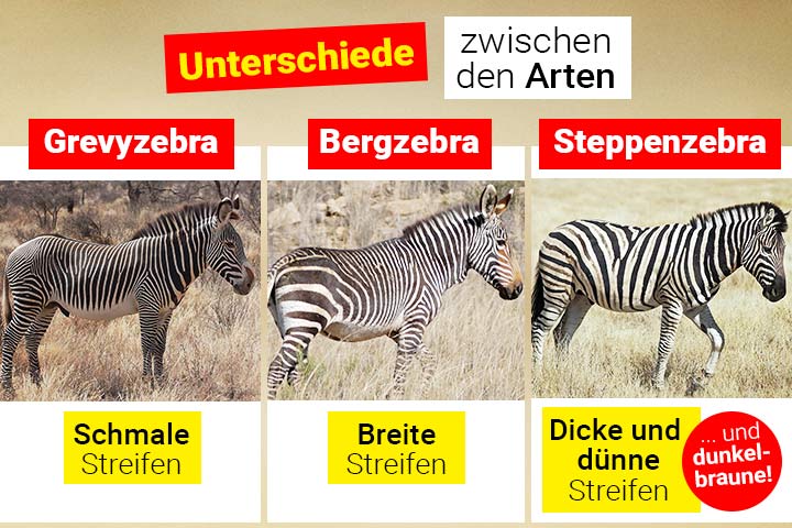 Unterschiede zwischen den Zebraarten