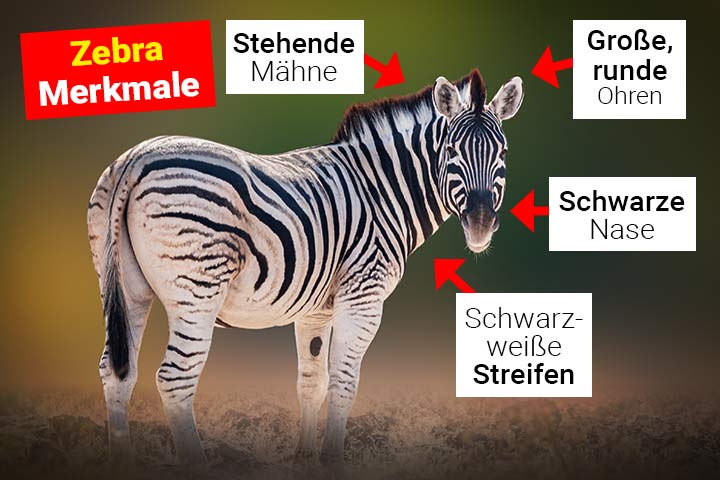 Zebra Merkmale