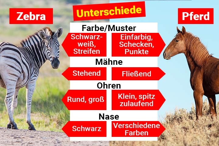 Zebra oder Pferd – Wo ist der Unterschied?